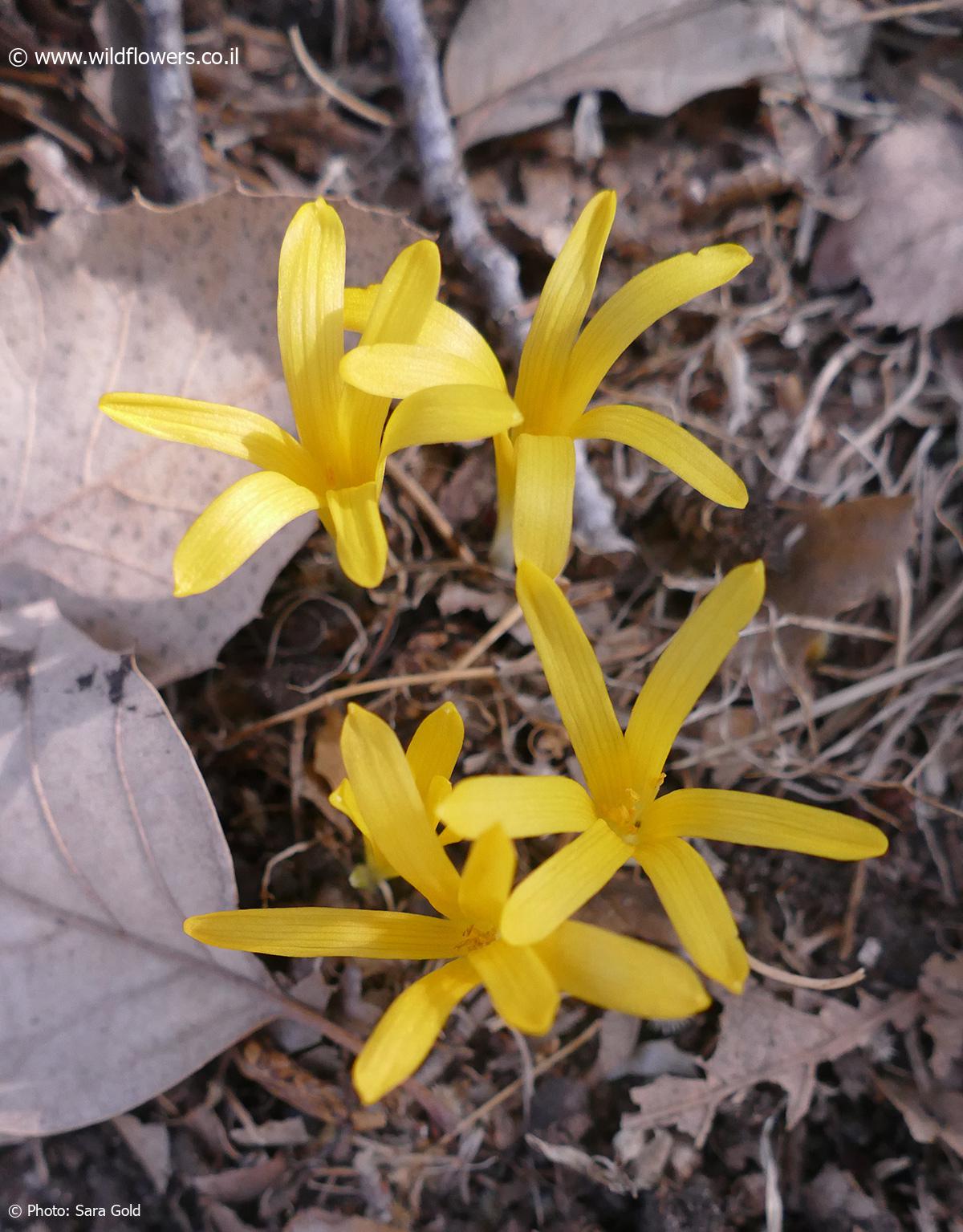 Sternbergia colchiciflora